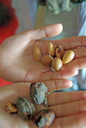 Coopérative féminine Marjana pour l'extraction de l'huile d'argan