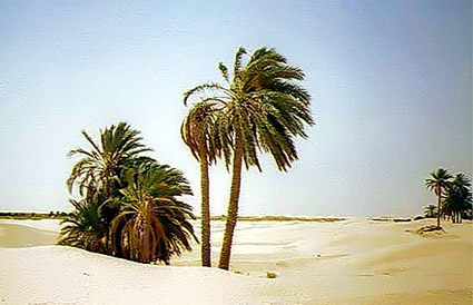 palmiers dans le désert Tunisie