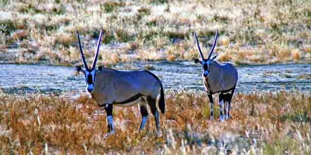 gemsbok - Oryx 