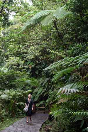 le chemin vers les chutes du Carbet