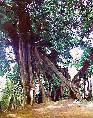  habitation cl�ment