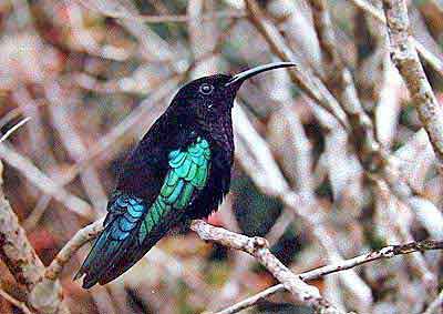 colibri