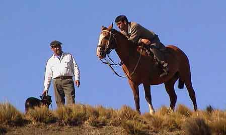 Argentine chevaux criollos gauchos   de  Patagonie 