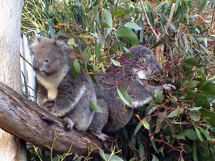 Australie kangaroo island  Koalas, kangourous, wallaby, emeu, wombat