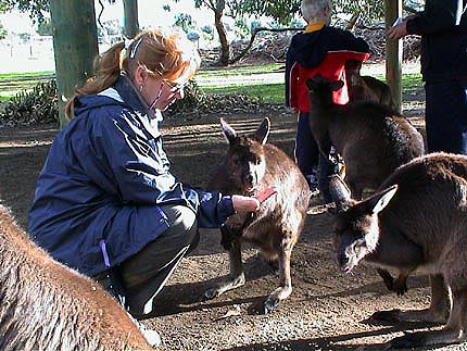 Australie kangaroo island  Koalas, kangourous, wallaby, emeu, wombat
