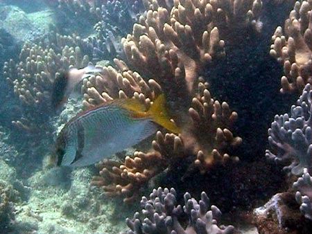 Australie grande barriere de corail 