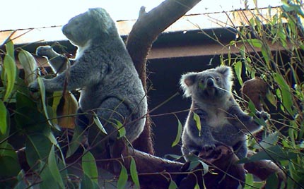 Australie Kuranda  zoo 