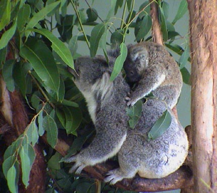 Australie Kuranda  zoo 