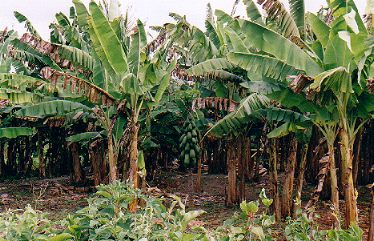 bananeraie Belize 