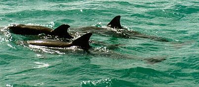 dauphins Belize 