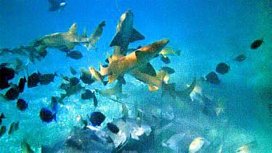 requins Belize holchan 