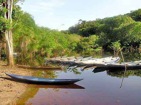 Brsil Amazonie chasse au caman
