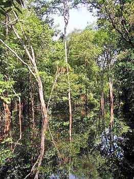 Brsil Amazonie chasse au caman