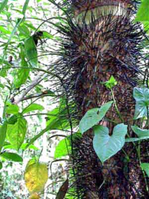 Costa Rica,, parc national   Manuel Antonio 