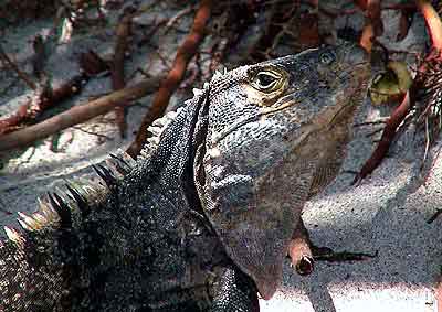 iguane