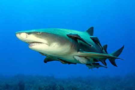 plonge aux Fidji requins