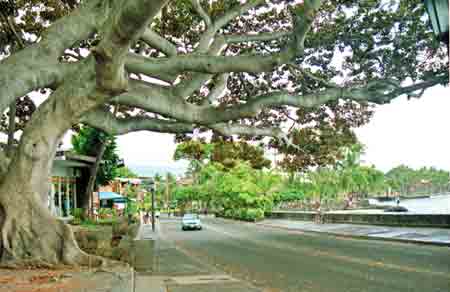 Kona Big island Hawaii