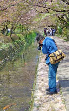 chemin de la philosophie à Kyoto avec cerisier en fleur