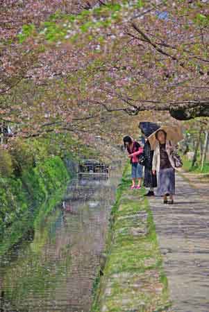 chemin de la philosophie à Kyoto avec cerisier en fleur