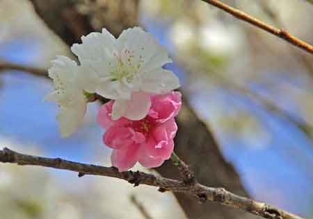 fleur de cerisier et de pommier Kyoto