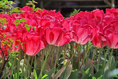 tulipes du chemin de la philosophie Kyoto