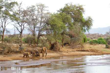 Kenya Samburu elephants