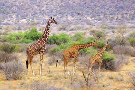 Kanya Safari parc du Samburu