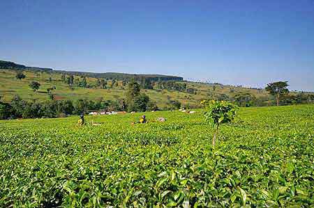 Kenya plantations de thé Kericho
