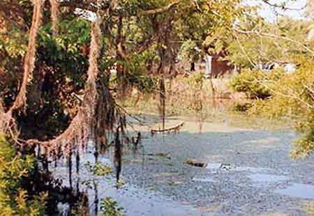 Le bayou Têche