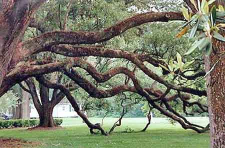 Oak Alley Plantation de Louisiane 