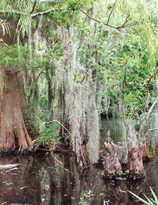 swamp tour Bayous de Louisiane