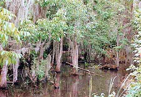 swamp tour Bayous de Louisiane