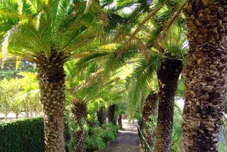 palmier des canaries jardin botanique de funchal Madere