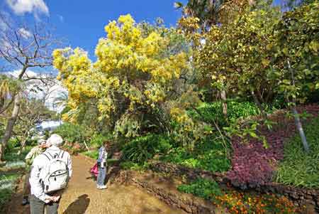 mimosa jardin botanique de Funchal Madere