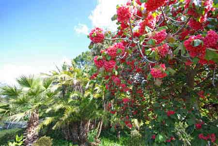 jardin boatnique de Funchal Madere