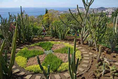 succullentes jardin botanique de Funchal Madere 