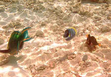  poissons perroquets Bandos aux Maldives