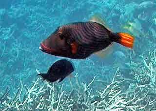 nom-poisson-jaune-maldives