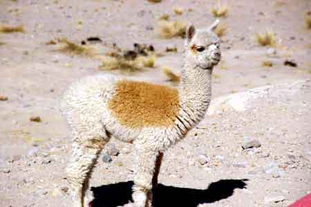 Pérou Parc national de Colca Altiplano 