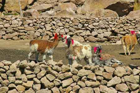 Pérou Parc national de Colca Altiplano 