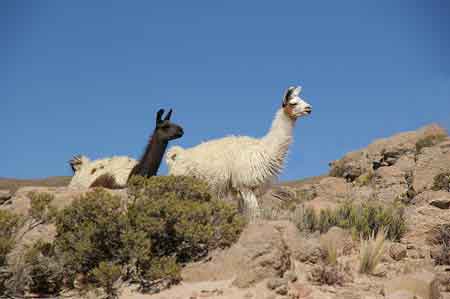 Pérou altiplano lamas, alpagas et vigognes 