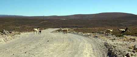 Pérou altiplano lamas, alpagas et vigognes 