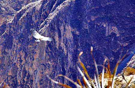 Pérou Canyon de Colca : le vol des condors 