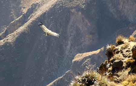 Pérou Canyon de Colca : le vol des condors 