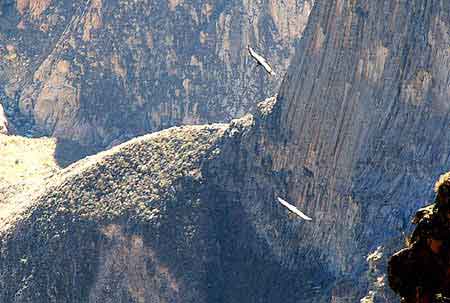 Pérou Canyon de Colca : le vol des condors 