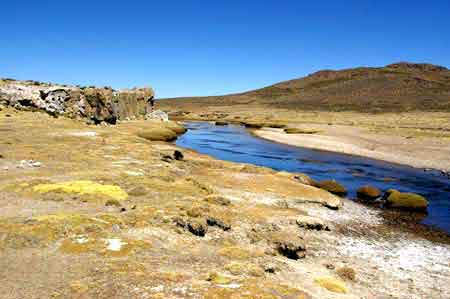 Pérou altiplano lamas, alpagas et vigognes 