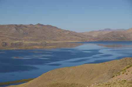 Pérou altiplano lamas, alpagas et vigognes 