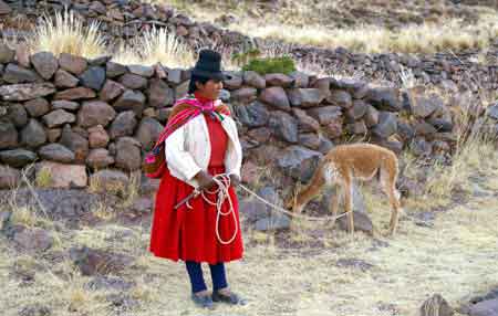 Pérou altiplano lamas, alpagas et vigognes 