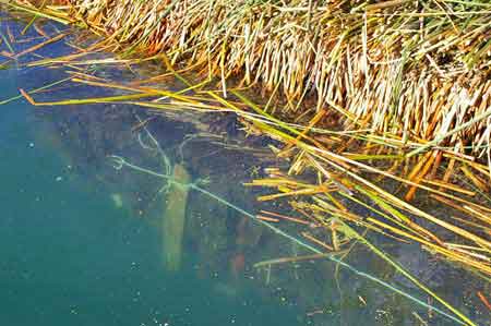 Pérou Lac Titicaca Iles flottantes Uros  