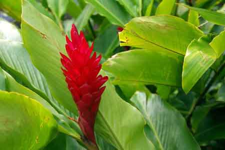 fleur tropicale  la Runion